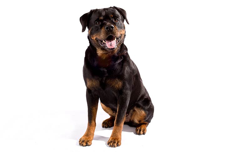 تصویر روتوایلر (Rottweiler)
